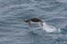 Antarctica_20080118_051602_749_2X