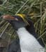 Antarctica_20080118_073218_799_2X