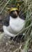 Antarctica_20080118_073228_802_2X