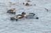 Antarctica_20080118_075214_065_2X