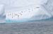 Antarctica_20080118_094208_143_2X