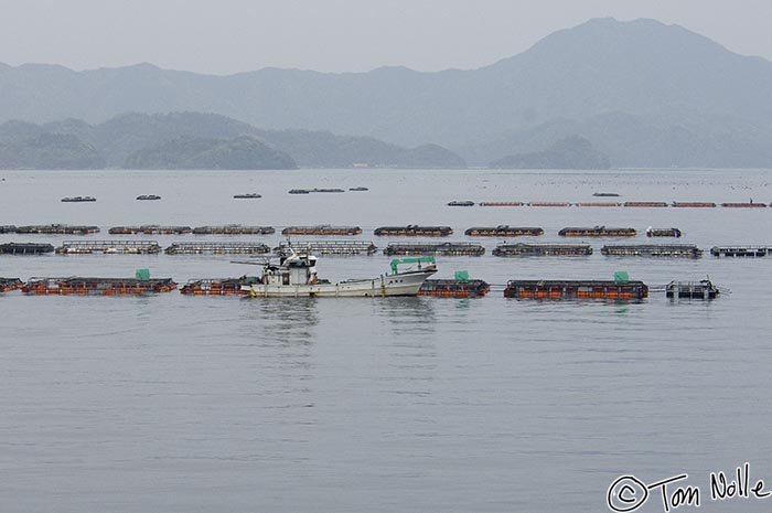 Japan_20080415_173308_980_2X.jpg - A boat tends a series of underwater oyster platforms where cultured pearls are farmed.  Uwajima Japan.