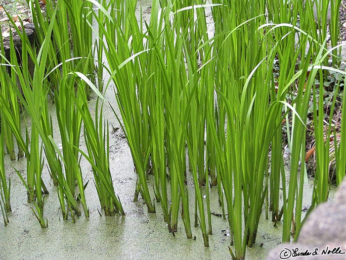 Japan_20080425_005650_397_S.jpg - Reeds stick up from an algae-covered patch of water in Kiyosumi Gardens Tokyo, Japan.