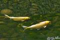 Japan_20080414_211738_830_2X