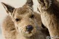 Japan_20080421_201604_863_2X
