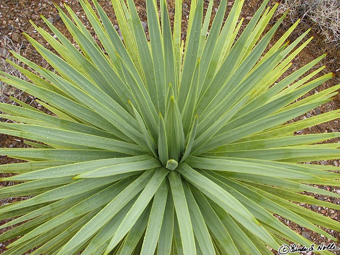 Canyonlands_20080524_213128_406_S.jpg - A spiny plant demonstrates how to catch water in a desert.  Southwest Utah.