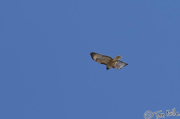 Canyonlands_20080528_115424_595_2X.jpg - A red-tailed hawk soars above the rim of Bryce Canyon Utah.