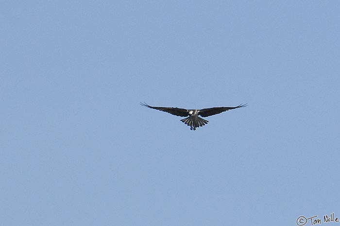 ArcticQ_20080825_143432_405_2X.jpg - A raptor we can't identify soars over the river in Ottawa, Canada.