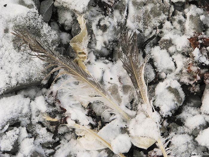 ArcticQ_20080827_092708_504_S.jpg - Feathers from a killed gull are dusted with snow on Beechy Island, Nunavut, Canada.