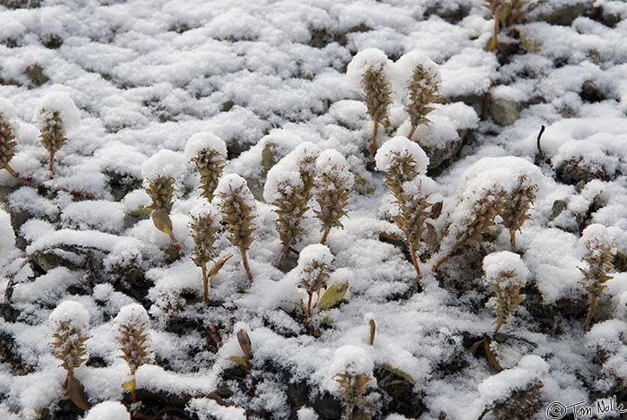 ArcticQ_20080827_101714_658_20.jpg - Plants are crowned by an August snowfall.  Beechy Island, Nunavut, Canada.