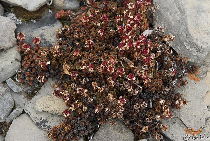 ArcticQ_20080827_160112_676_20.jpg - Arctic plants and debris washed ashore by the tide are lodged in rocks in Radstock Bay, Devon Island, Nunavut, Canada.