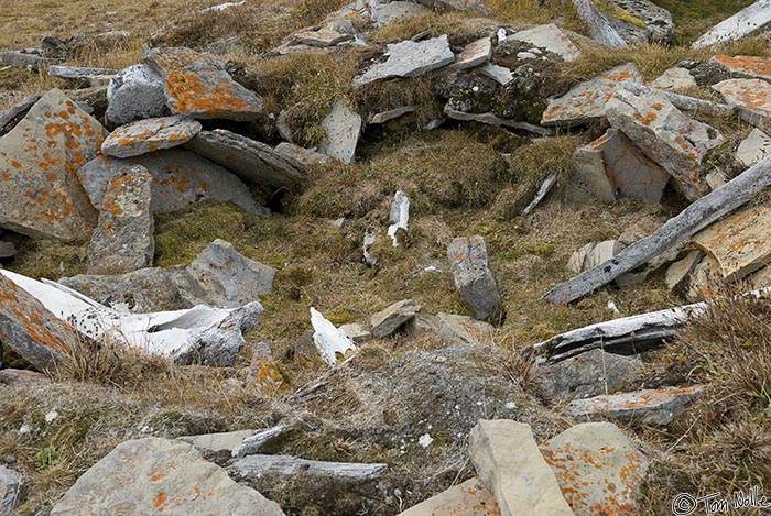 ArcticQ_20080827_162324_693_20.jpg - All that remains of the Thule huts today are the stone outlines and some whalebones used for structural support.  The rest was likely made up of skins and sod.  Radstock Bay, Devon Island, Nunavut, Canada.
