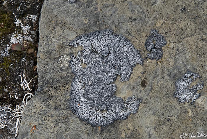 ArcticQ_20080827_162946_704_20.jpg - Lichens are common polar plants; they are a symbiotic combination of fungus and algae.  Radstock Bay, Devon Island, Nunavut, Canada.