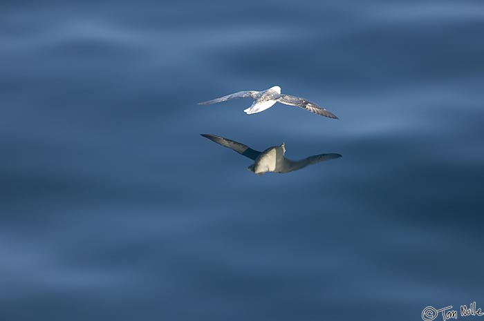 ArcticQ_20080829_085734_083_2X.jpg - A fulmar reflects on a calm sea near Cape York, Nunavut, Canada.