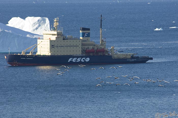 ArcticQ_20080830_093018_686_2X.jpg - A flock of snow geese soars past the Kapitan Klebnikov at anchor in Qaanaaq Greenland.