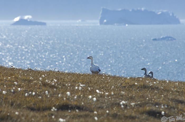 ArcticQ_20080830_094626_744_2X.jpg - A snow goose from a nearby flock checks out the tundra for something to eat.  Qaanaaq Greenland.