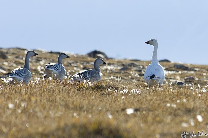 ArcticQ_20080830_094854_789_2X.jpg - Snow geese from the flock warily check out hikers.  Qaanaaq Greenland.