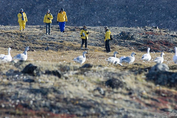 ArcticQ_20080830_095150_851_2X.jpg - A group of passengers taking a short-cut are going to agitate this flock of snow geese.  Qaanaaq Greenland.