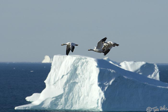 ArcticQ_20080830_095834_936_2X.jpg - Snow geese fly over a bay filled with icebergs of various sizes.  Quanaaq Greenland.