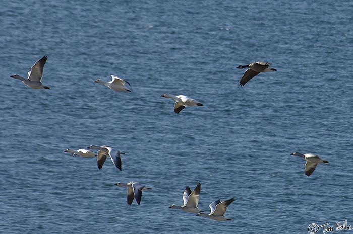 ArcticQ_20080830_095900_948_2X.jpg - Canada geese sometimes fly in a flock of snow geese, as this one is doing.  Qaanaaq Greenland.