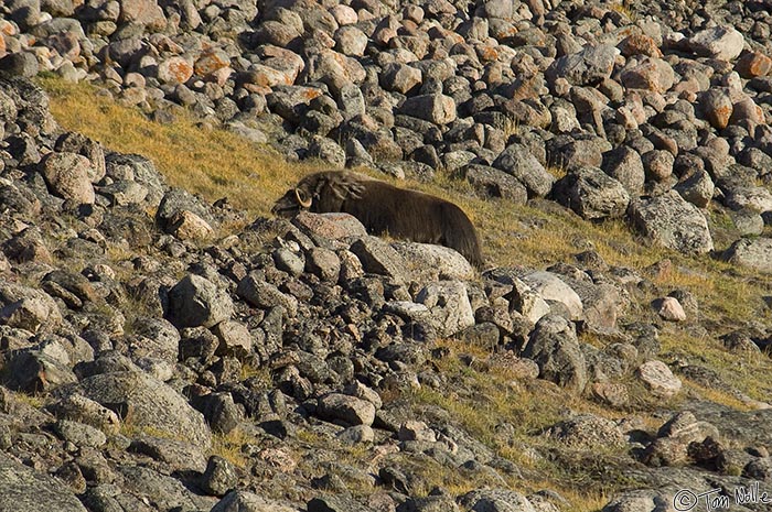 ArcticQ_20080831_100436_182_2X.jpg - Wildlife loves to get behind something to obsure a good picture.  Etah Greenland.