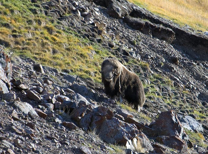 ArcticQ_20080831_102622_232_2X.jpg - Musk ox appear to feel safer when they're above you, so this one stops to check us out only when he's gained some altitude.  Etah Greenland.