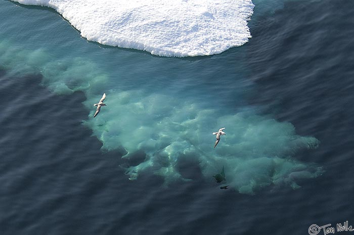 ArcticQ_20080831_160224_461_2X.jpg - A pair of gulls fly above a piece of pack ice with an underwater portion spread like lace.  Off northwest Greenland.