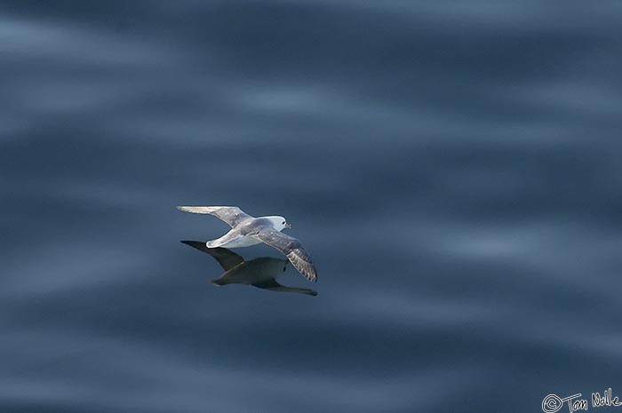 ArcticQ_20080831_160328_467_2X.jpg - A fulmar floats just above the surface of the calm sea, seeming to fly formation with his mirror image.  Northwest Greenland.