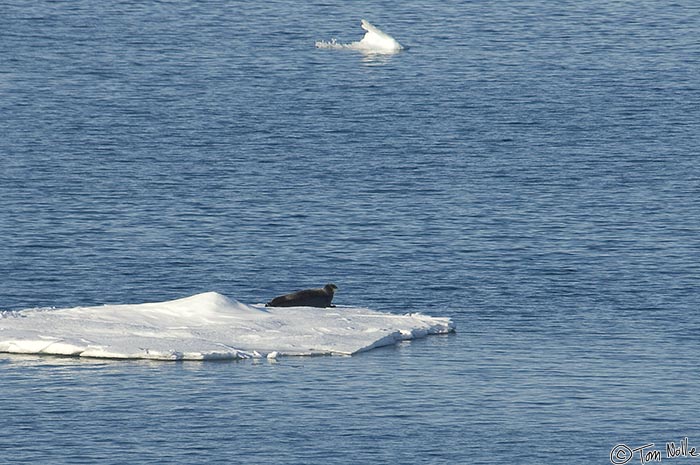 ArcticQ_20080831_164712_503_2X.jpg - The largest seal you see in the Nares Strait betwen Ellesmere Island and Greenland.