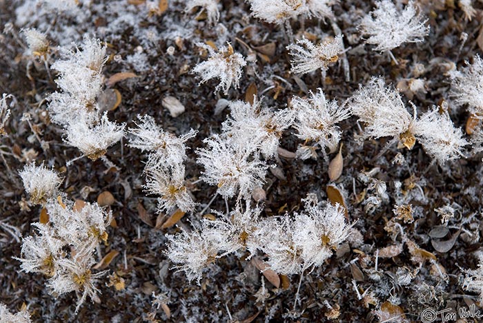 ArcticQ_20080901_095456_310_20.jpg - Snow and ice coat the cottony willow flowers in Fort Conger, Ellesmere Island, Canada.