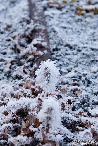 ArcticQ_20080901_102114_358_20.jpg - A willow glistens with frost as sea fog meets cold ground.  Fort Conger, Ellesmere Island, Canada.