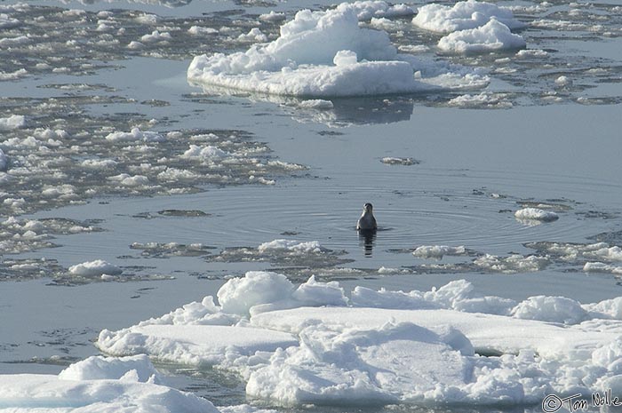 ArcticQ_20080902_133656_740_2X.jpg - A seal bobs high out of the water to check us out as we pass.  At the southern end of the Kennedy Channel between Ellesmere Island and northwest Greenland.