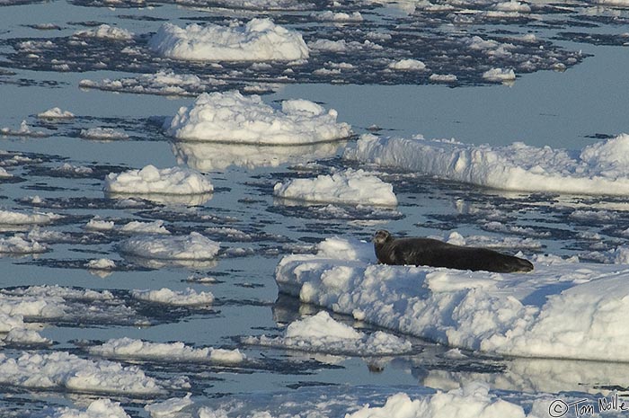 ArcticQ_20080902_184932_854_2X.jpg - This is the largest seal in the area, and it's very wary of ships.  Baffin Bay between Greenland and Ellesmere Island.