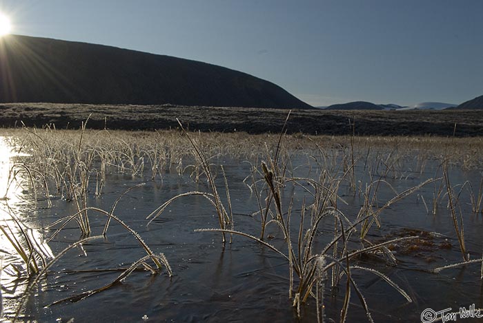 ArcticQ_20080903_085508_949_20.jpg - A small pond near the abandoned RCMP station shows that winter is already catching up.  Alexander Bay, Bache Peninsula Ellesmere Island, Nunavut, Canada.