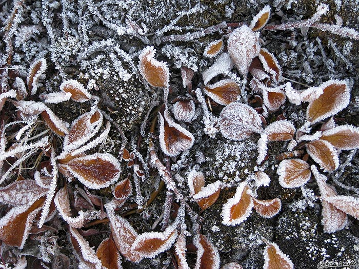 ArcticQ_20080903_111906_560_S.jpg - Ice forms a fairy border on these low shrubs on Skraeling Island, Nunavut, Canada.