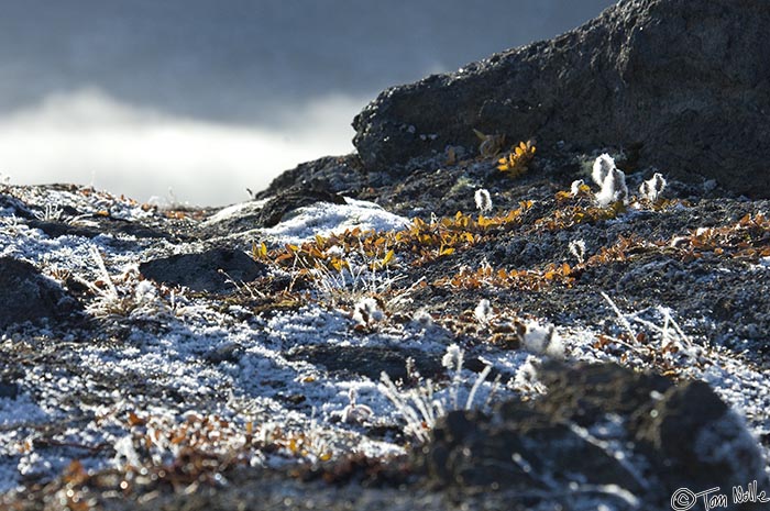 ArcticQ_20080903_112742_965_2X.jpg - Small plants touched by frost on Skraeling Island, Nunavut, Canada.