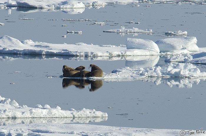 ArcticQ_20080903_142208_042_2X.jpg - A group of walrus on an iceflow in the Nares Strait betwen Ellesmere Island and Greenland.