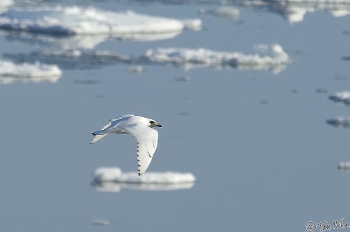 ArcticQ_20080903_145226_201_2X.jpg - Sometimes you get lucky and they stay close enough for multiple shots!  An ivory gull in Nares Strait betwen Ellesmere Island and Greenland.