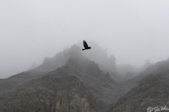 ArcticQ_20080904_090456_473_2X.jpg - A raven soars over the cliffs of Coburg Island, east of Devon Island Nunavut, Canada.