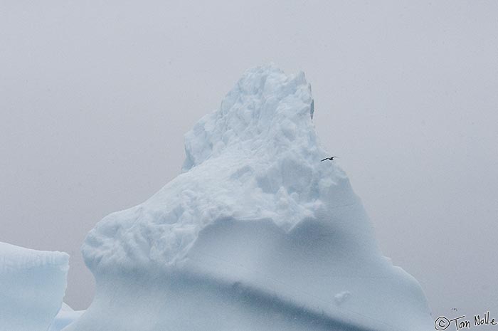 ArcticQ_20080904_092750_683_2X.jpg - A gull wheels past a large iceberg in the channel near Coburg Island, east of Devon Island Nunavut, Canada.