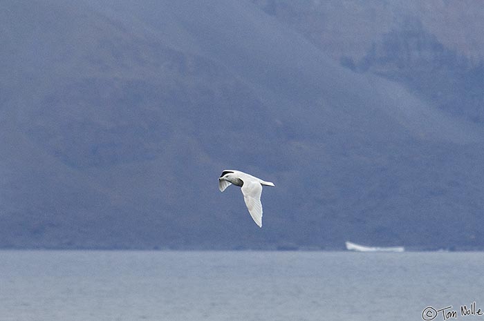 ArcticQ_20080907_151644_057_2X.jpg - An unidentified gull, perhaps an ivory gull, off Baffin Island, Nunavut, Canada.