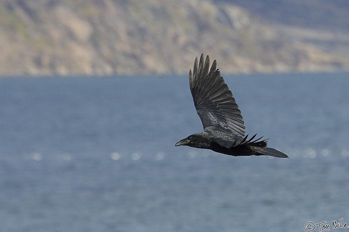 ArcticQ_20080908_122054_272_2X.jpg - A raven takes a swing over the beach in Pangnitung, Baffin Island, Canada.