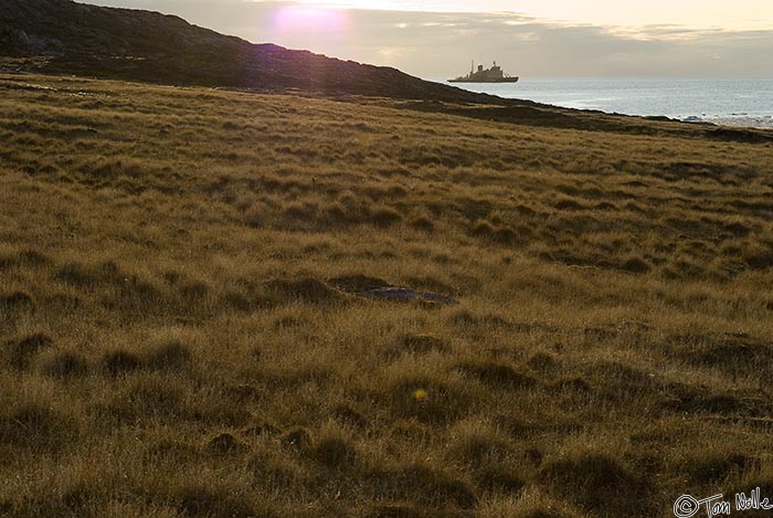 ArcticQ_20080908_181512_747_20.jpg - Dry tundra grass covers the rolling terrain of the old whaling station at Kekerten, Baffin Island, Canada.