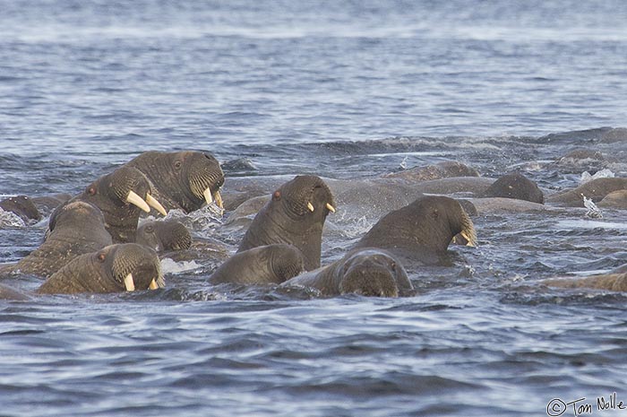 ArcticQ_20080909_102332_333_2X.jpg - The red color in their eyes makes walrus appear fierce and angry but these are probably only somewhat uncomfortable about our presence.  Lady Franklin Island off Baffin Island, Canada.