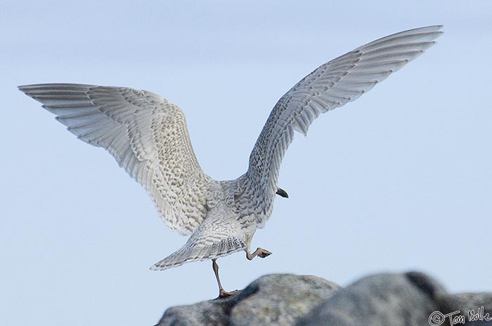 ArcticQ_20080909_104318_492_2X.jpg - A gull appears to be dancing on a rocky outcrop near Lady Franklin Island off Baffin Island, Canada.