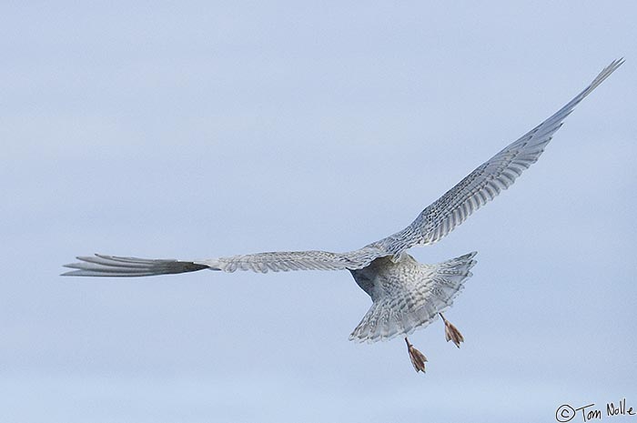 ArcticQ_20080909_104326_496_2X.jpg - But the gull was really only preparing to lift off!  Lady Franklin Island off Baffin Island, Canada.