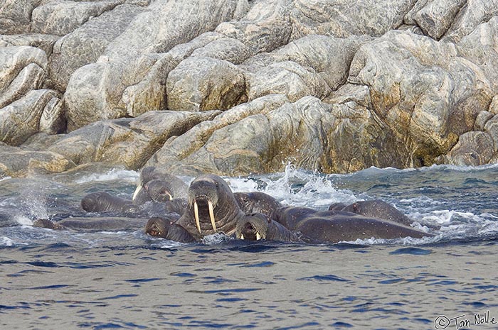 ArcticQ_20080909_105000_535_2X.jpg - A large male walrus and a calf in a larger group of walrus near the rocky shore of Lady Franklin Island off Baffin Island, Canada.