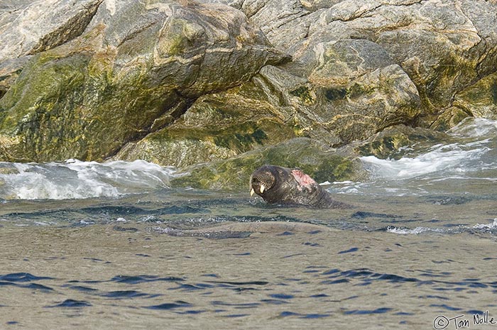 ArcticQ_20080909_105024_546_2X.jpg - This walrus has a significant wound on the head; it's not clear if this was caused by an attack by an orca or perhaps an encounter with a boat.  Lady Franklin Island off Baffin Island, Canada.