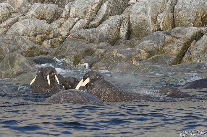 ArcticQ_20080909_105048_558_2X.jpg - A large male walrus with a broken tusk in the water just out from the rocky edge of Lady Franklin Island off Baffin Island, Canada.