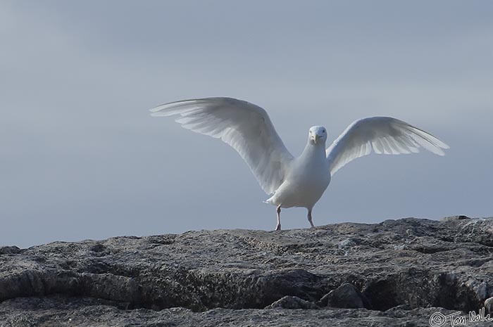 ArcticQ_20080909_111236_735_2X.jpg - A gull tests its wings as the sun tries to break through the clouds.  Lady Franklin Island off Baffin Island, Canada.